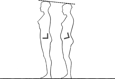 Diaphragme