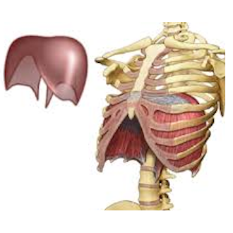 Diaphragme